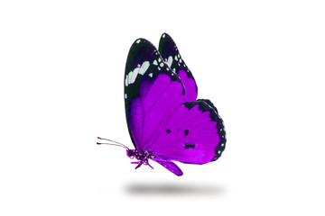beautiful butterfly, isolated on white background, butterfly flying on white, colorful butterfly