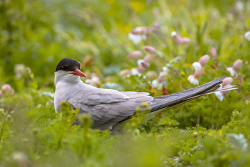 Arctic Tern looking