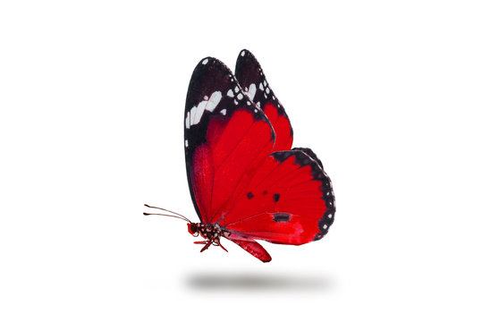 Fototapeta beautiful butterfly, isolated on white background, butterfly flying on white, colorful butterfly