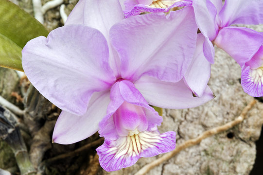 Fototapeta Pink orchid on soft background
