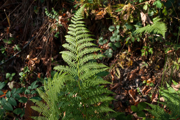 foug&egrave;re dans un sous bois en for&ecirc;t