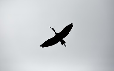 Fototapeta na wymiar A Silhouette of an Ibis Soaring