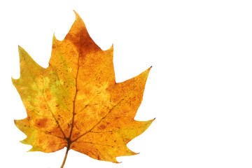 Japanese maple leaf close up #2