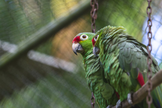 Fototapeta pair of parakeets