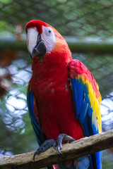 Scarlet macaw - ara macao