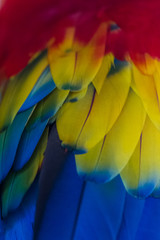 Obraz premium Scarlet macaw - ara macao