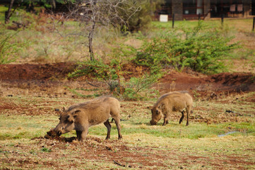 Naklejka na ściany i meble Warthog in nature ,South Africa