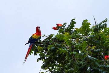 Scarlet macaw - ara macao