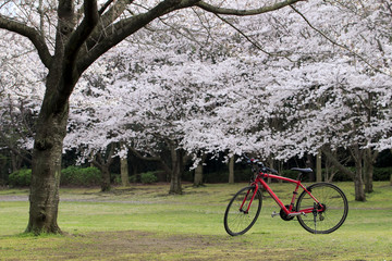 自転車と桜