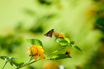 Moth sitting on lantana