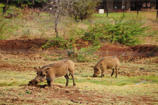 Warthog in nature ,South Africa © pulpitis17