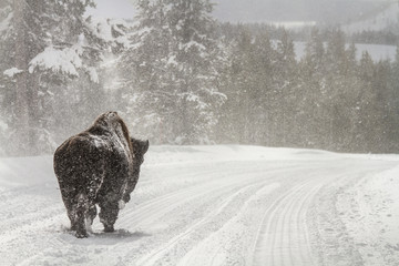 Bison in Yellowstone © Trent