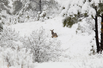 Elk in Deep Snow in the Pike National Forest