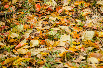 黄葉・紅葉兵庫県加西市