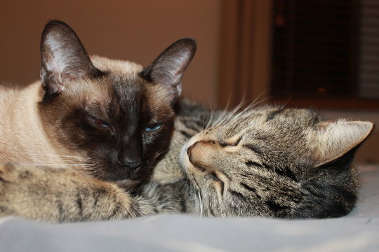 Chats