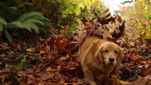 Slow motion clip of Golden Retriever Dog jumping out from under a pile of Fall leaves