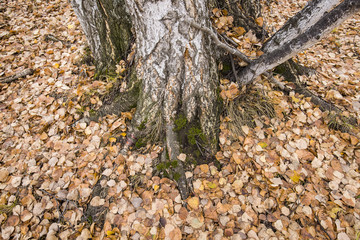 The autumn birch trees and leaves