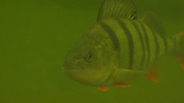 perch under water