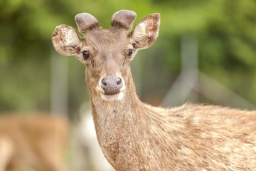 Young deer. Selective focus, shallow depth of field.