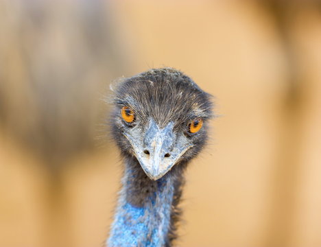The emu is the second-largest living bird by height, after its ratite relative, the ostrich. It is endemic to Australia where it is the largest native bird.