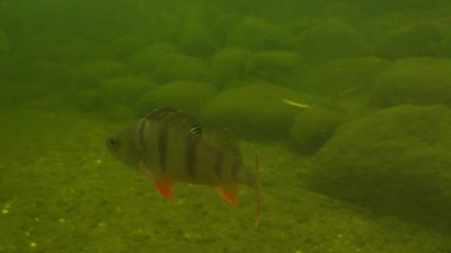 perch under water