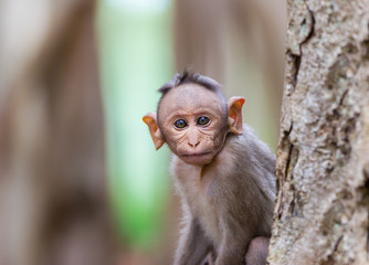 The bonnet macaque is a macaque endemic to southern India. Its distribution is limited by the Indian Ocean on three sides and the Godavari, Tapti Rivers along with a related species of rhesus macaque.