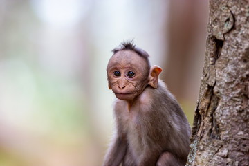 The bonnet macaque is a macaque endemic to southern India. Its distribution is limited by the Indian Ocean on three sides and the Godavari, Tapti Rivers along with a related species of rhesus macaque.