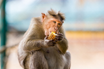 The bonnet macaque is a macaque endemic to southern India. Its distribution is limited by the Indian Ocean on three sides and the Godavari, Tapti Rivers along with a related species of rhesus macaque.