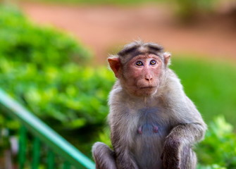 The bonnet macaque is a macaque endemic to southern India. Its distribution is limited by the Indian Ocean on three sides and the Godavari, Tapti Rivers along with a related species of rhesus macaque.