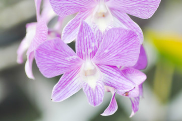 white and purple orchid flower