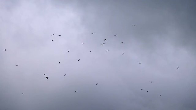 Flock of birds circling in the background of thunderclouds