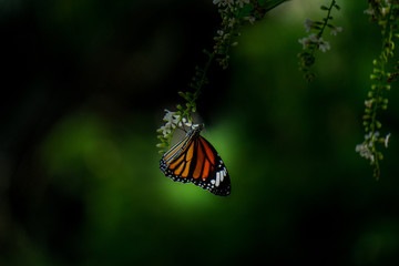 ิButterfly