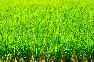 Stalks Rice Plants Grass Background