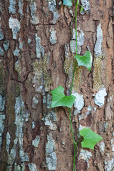 Vine on the Tree bark texture wallpaper
