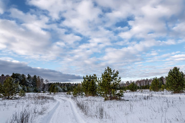spruce forest snow winter