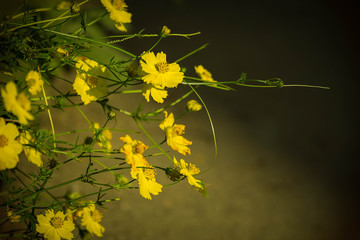 Cosmos flowers,Dark tone