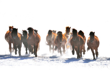 horse race on the snow, china