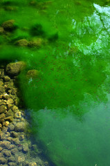 藻の茂る池に泳ぐ魚