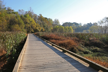 Boardwalk in a wetland in Autumn