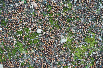 地面に落ちたドングリの群れ
