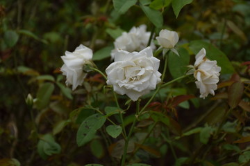 Obraz na płótnie Canvas white rose