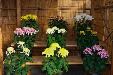 Japanese Large-flowered chrysanthemum, traditional three-piece display
大輪菊 三本立 　日本