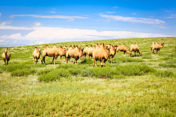 Obraz na płótnie Canvas Kamel Herde in der mongolischen Gobi Wüste