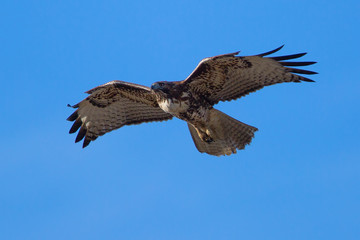 Red-tailed hawk, seen in the wild near the San Francisco Bay