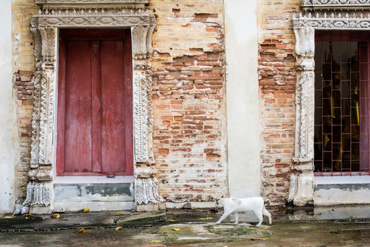 One cat was walking through the ancient windows with Old brick wall in a background image.The walls are older than 200 years,Thailand
