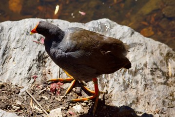 red billed moorhen