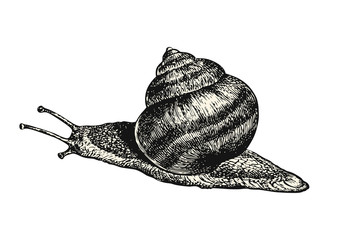 vintage animal engraving / drawing: snail - retro vector design element