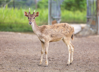 Young deer. Selective focus, shallow depth of field.