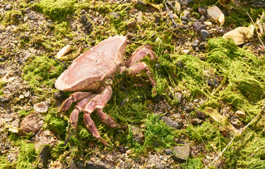 Sea crab on the beach, around the green seaweed