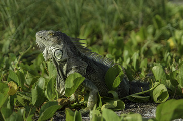 Green Iguana